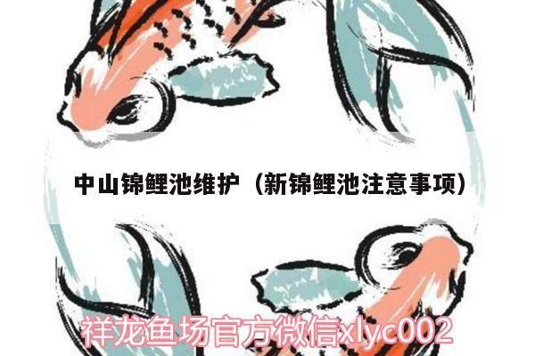 中山錦鯉池維護（新錦鯉池注意事項）