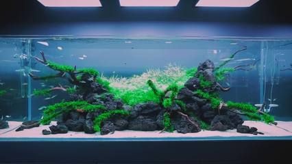 魚缸綠藻爆發的原因與防治魚缸水渾濁的誤區與對策：魚缸水渾濁怎么辦