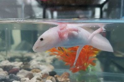 養(yǎng)龍魚怎么樣養(yǎng)水:養(yǎng)龍魚的注意事項(xiàng) 龍魚百科 第2張 養(yǎng)龍魚怎么樣養(yǎng)水:養(yǎng)龍魚的注意事項(xiàng) 養(yǎng)龍魚怎么樣養(yǎng)水:養(yǎng)龍魚的注意事項(xiàng) 龍魚百科 第2張