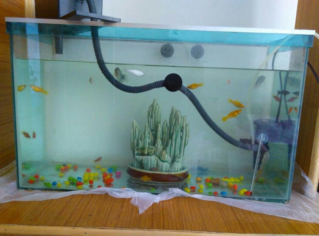 魚缸濾水器：魚缸濾水器的種類及其特點