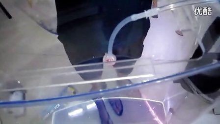 可麗愛魚缸組裝視頻：可麗愛魚缸的組裝視頻