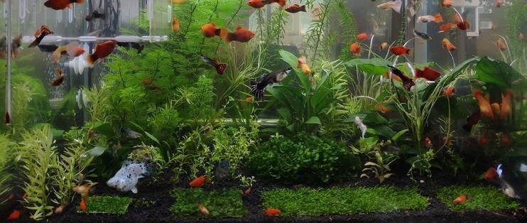 好魚缸有哪些標(biāo)準(zhǔn)和要求呢圖片，魚缸安全維護(hù)技巧魚缸尺寸選擇指南魚缸黃金比例指南