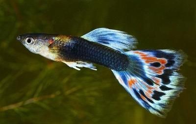 世界十大龍魚品牌排名榜單：世界十大龍魚品牌排名