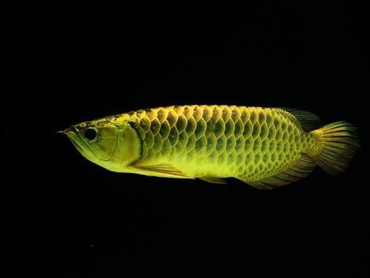 龍魚很容易死嗎，龍魚容易死亡嗎？