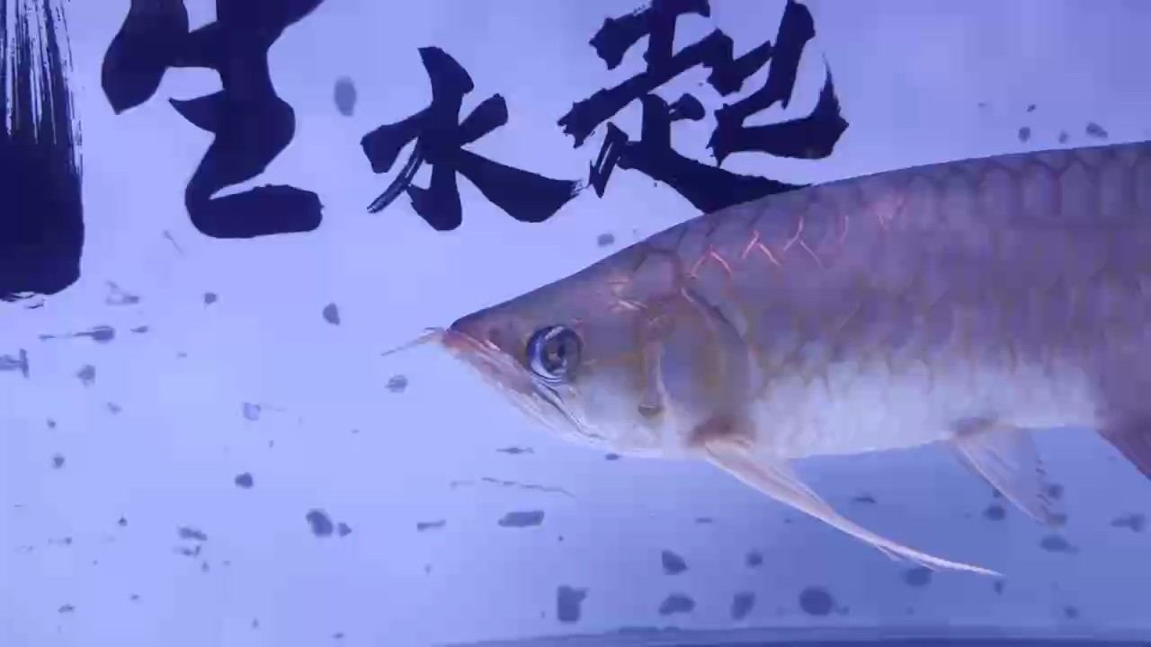 龍魚(yú)這眼睛是怎么回事，有的治嗎