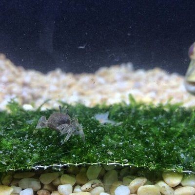狗頭魚是一種觀賞魚，通常不建議將其作為石英球使用于魚缸中：熱帶魚的飼養(yǎng)秘籍