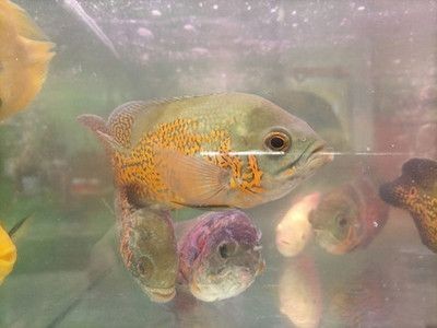 狗頭魚是一種觀賞魚，通常不建議將其作為石英球使用于魚缸中：熱帶魚的飼養(yǎng)秘籍