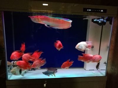 可麗愛魚缸ccd系列（可麗愛魚缸ccd系列價格）