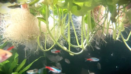 魚缸的形容：魚缸維護的日常注意事項