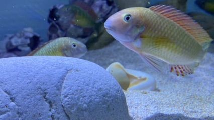 魚缸的形容：魚缸維護的日常注意事項