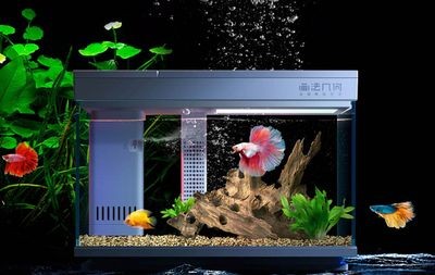 魚缸的形容：魚缸維護的日常注意事項