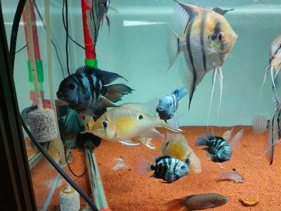 魚缸的形容：魚缸維護的日常注意事項