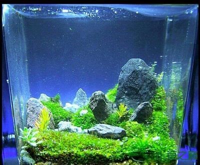 魚缸的形容：魚缸維護的日常注意事項