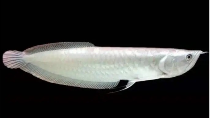 龍魚種類多，你知道最便宜的是哪種嗎？