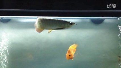 金龍魚是否只能單獨飼養，主要取決于以下幾個因素取決于以下因素：金龍魚只能單獨飼養嗎