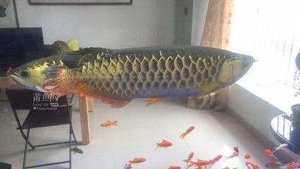 金龍魚是否只能單獨飼養，主要取決于以下幾個因素取決于以下因素：金龍魚只能單獨飼養嗎