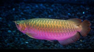 金龍魚 紅龍：金龍魚與紅龍魚的區別