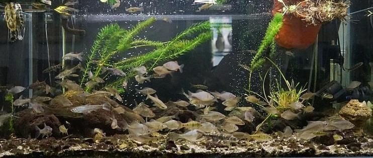 美雅魚缸：德州美雅水族用品