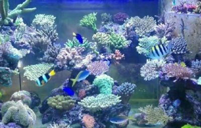 好的魚缸多少錢（亞克力魚缸多少錢好的魚缸多少錢）