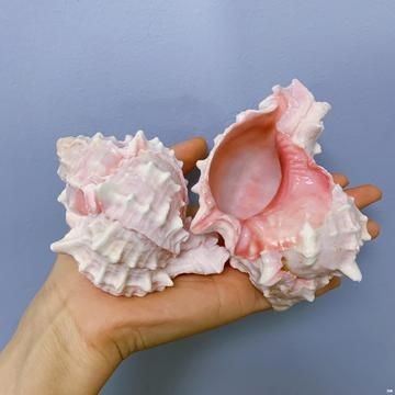 魚缸個性造景：魚缸個性造景水草選擇指南