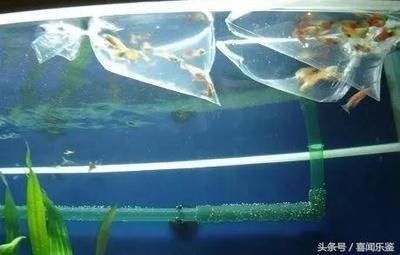 后過濾魚缸過濾系統的清理需要注意以下幾點和注意事項：后過濾魚缸如何保養？