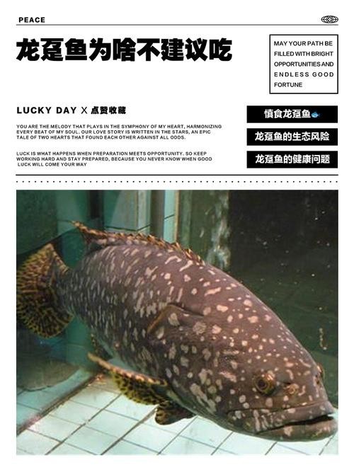 龍躉魚的市場價格如何