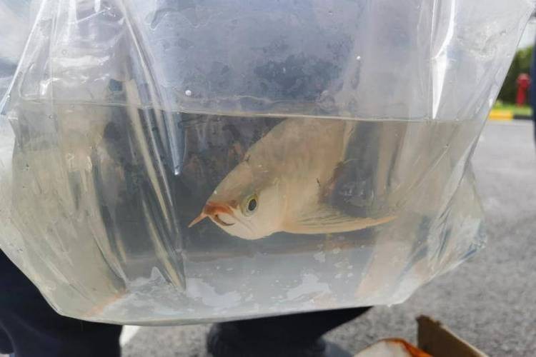 龍魚圖片 頭像大全大圖