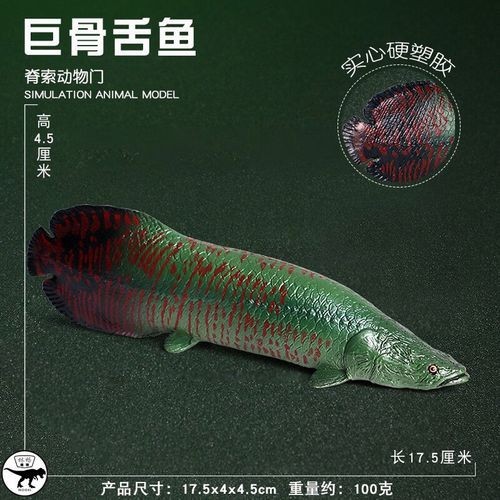 龍魚圖片 頭像大全大圖