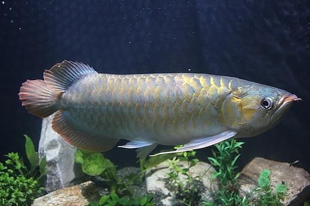 龍魚圖片 頭像大全大圖