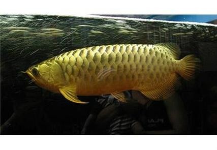 龍魚圖片 頭像大全大圖