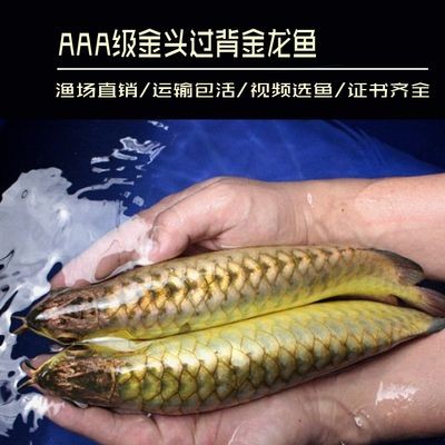 金龍魚頭上起包：金龍魚頭部出現包塊可能是由于多種原因引起的，處理方法和處理方法