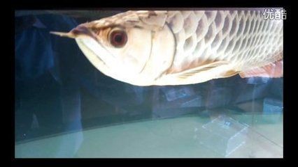 金龍魚頭上起包：金龍魚頭部出現包塊可能是由于多種原因引起的，處理方法和處理方法