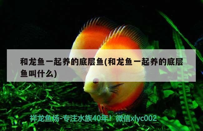 達(dá)拉特旗郭喜魚鳥店
