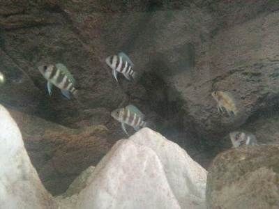 魚缸清洗方法：德彩魚缸清洗方法