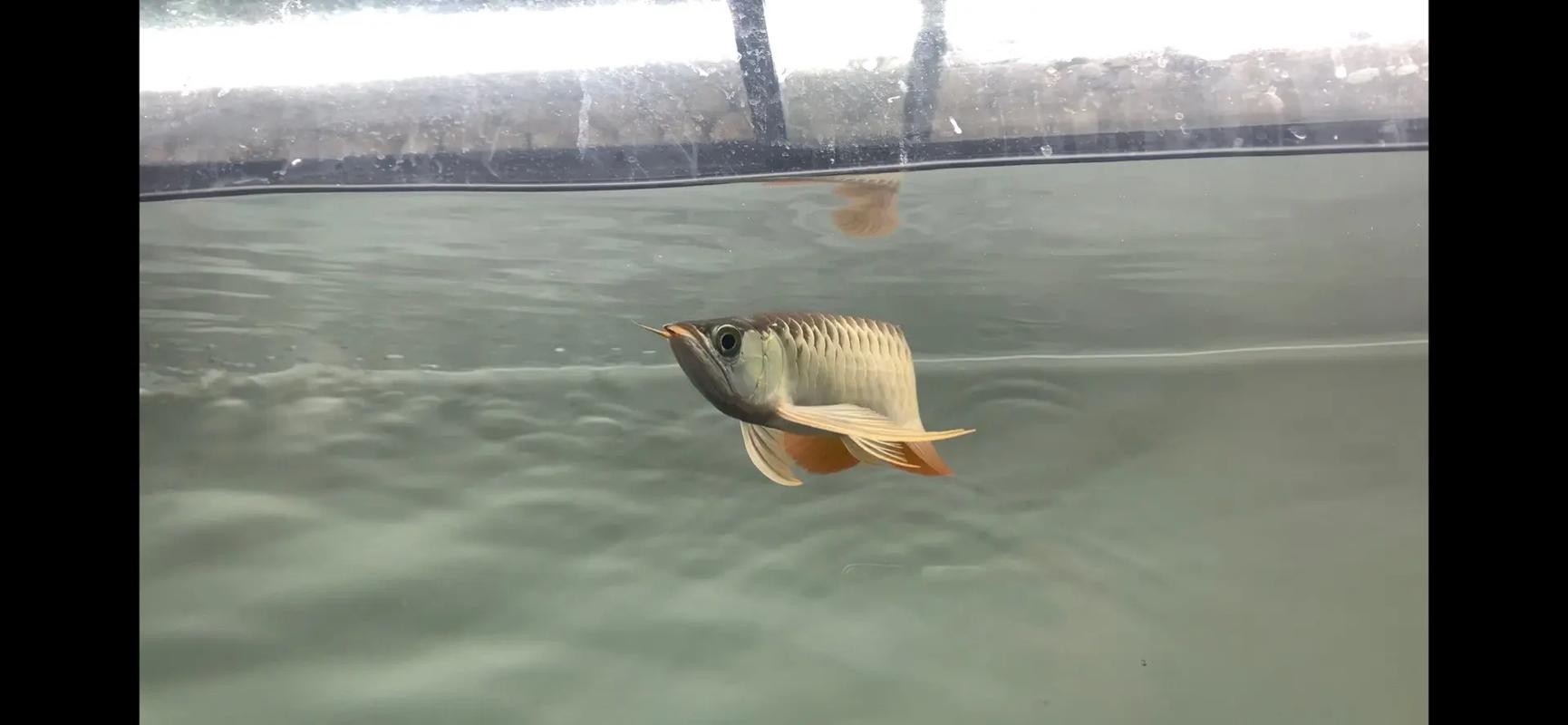 金龍魚魚鱗掉了還能長出來嗎圖片