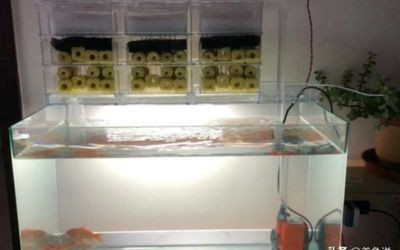 魚缸過濾棉怎么使用視頻：魚缸過濾棉怎么使用視頻詳情魚缸過濾棉的使用方法