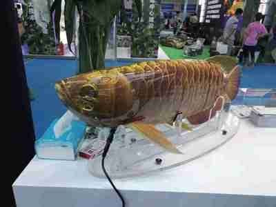 金龍魚嘴撞破了怎么處理：當金龍魚的嘴巴撞破了