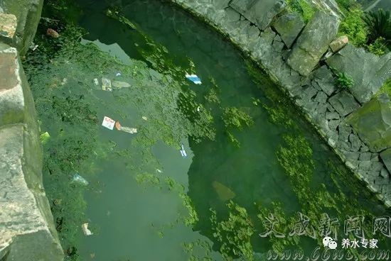 兩個魚缸互通：兩個魚缸互通的可能性