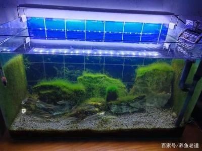 兩個魚缸互通：兩個魚缸互通的可能性