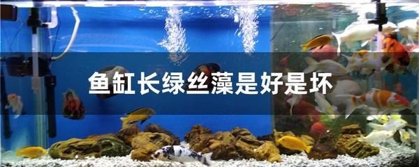 魚缸清洗魚缸清潔誤區在處理壞的魚缸清潔誤區在處理：清洗魚缸的誤區