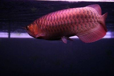 熱帶魚金龍魚：金龍魚的飼養方法
