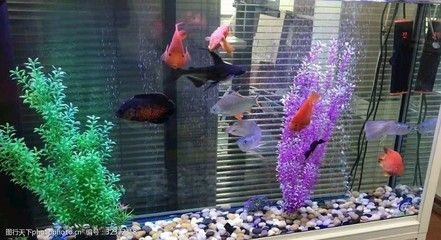 風水魚魚缸的擺放方位：風水魚缸擺放位置的風水原則和禁忌魚缸擺放位置