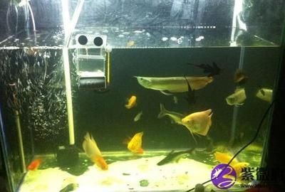 風水魚魚缸的擺放方位：風水魚缸擺放位置的風水原則和禁忌魚缸擺放位置