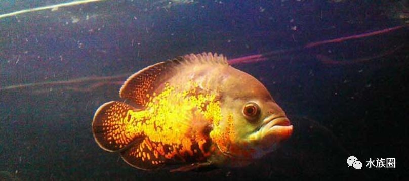地圖魚撞魚缸的原因有哪些？：地圖魚撞魚缸可能由多種原因引起，