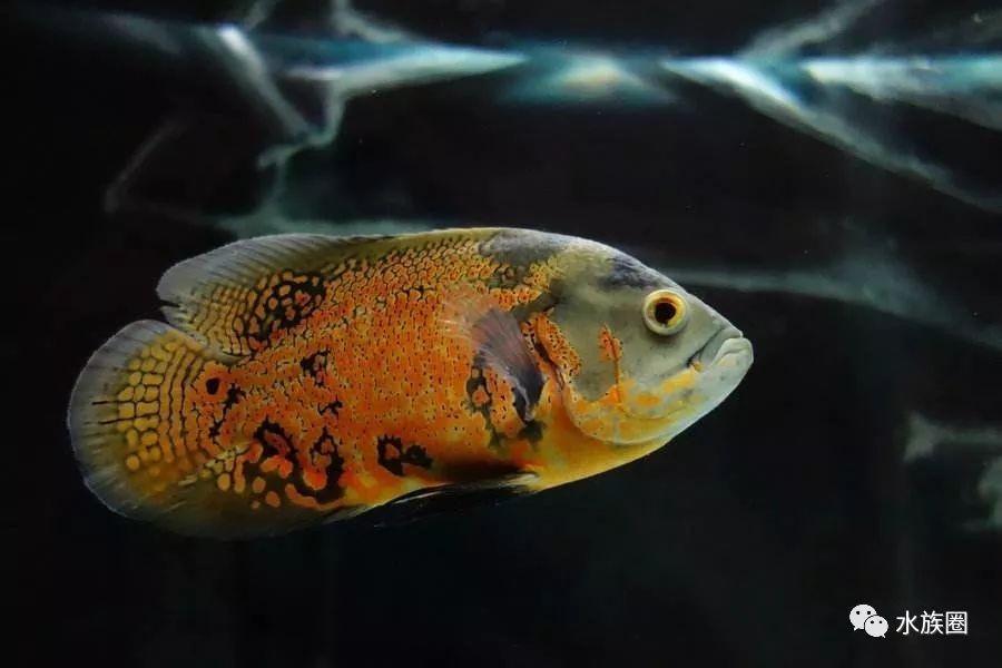 地圖魚撞魚缸的原因有哪些？：地圖魚撞魚缸可能由多種原因引起，