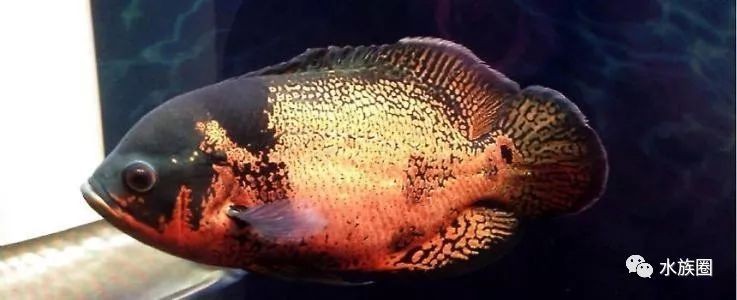 地圖魚撞魚缸的原因有哪些？：地圖魚撞魚缸可能由多種原因引起，