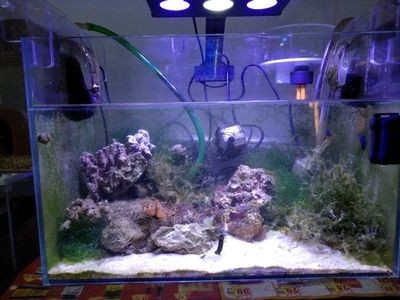 魚缸清潔的科學方法和注意事項：魚缸壞了怎么辦？