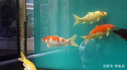 畫法幾何魚缸水泵壞了的解決方案是根據(jù)搜索結(jié)果提供的解決方案：畫法幾何魚缸水泵壞了怎么辦