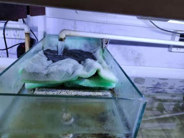 小魚缸使用方法視頻：小魚缸使用方法