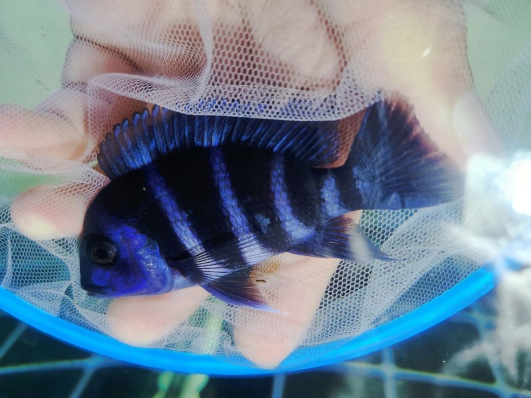 藍甸魚缸是正規還是仿：藍甸魚缸與其他品牌的比較，藍甸魚缸價格對比分析
